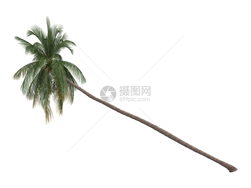 椰子或椰子菌叶子棕榈环境生态丛林异国热带可可天堂植物图片