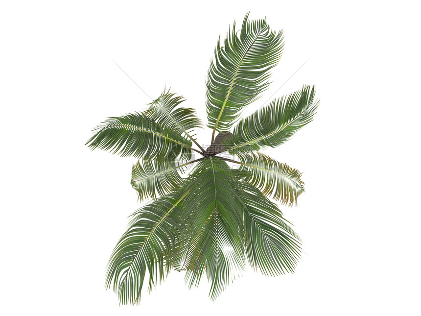 椰子或椰子菌亚热带环境热带异国插图叶子生活核桃属植物生态图片