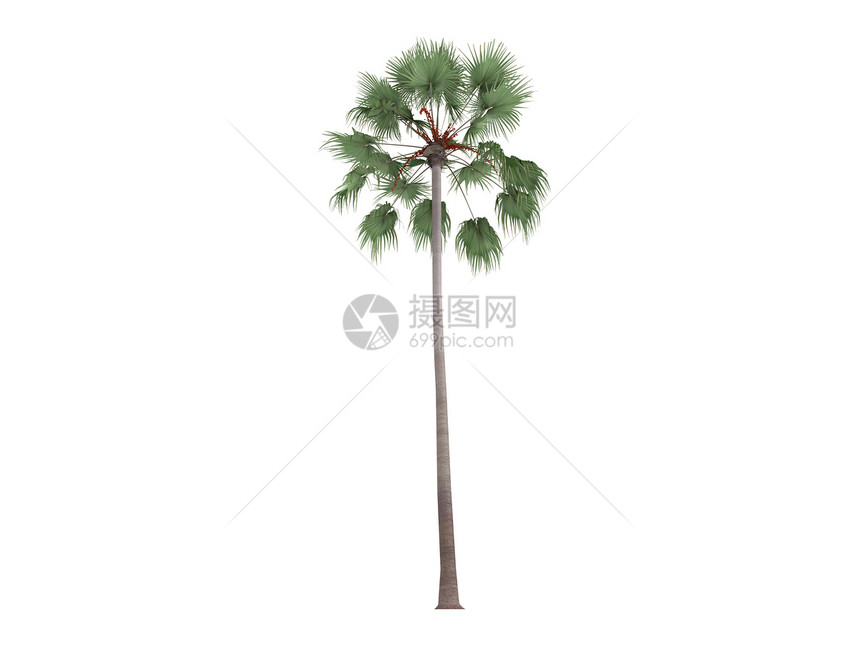 利维斯托纳帕尔姆或里维索纳梅里利树干异国棕榈木头插图热带植物生活叶子植物群图片