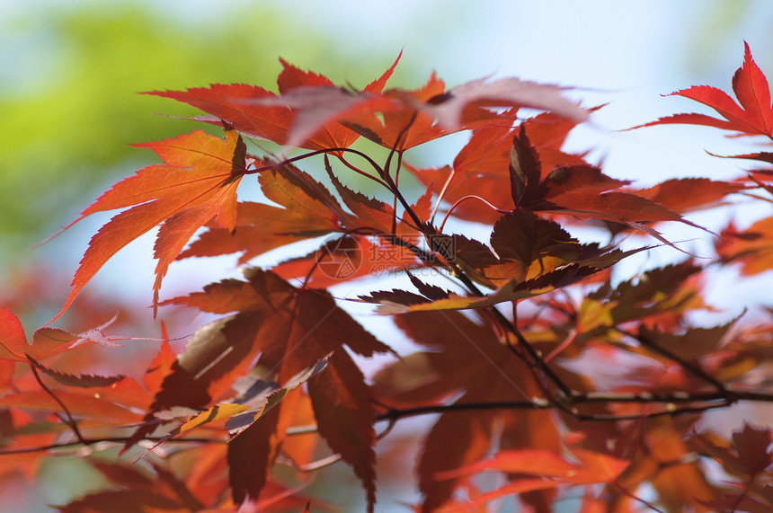 Acer Maple树红叶叶子橙子红色植物图片