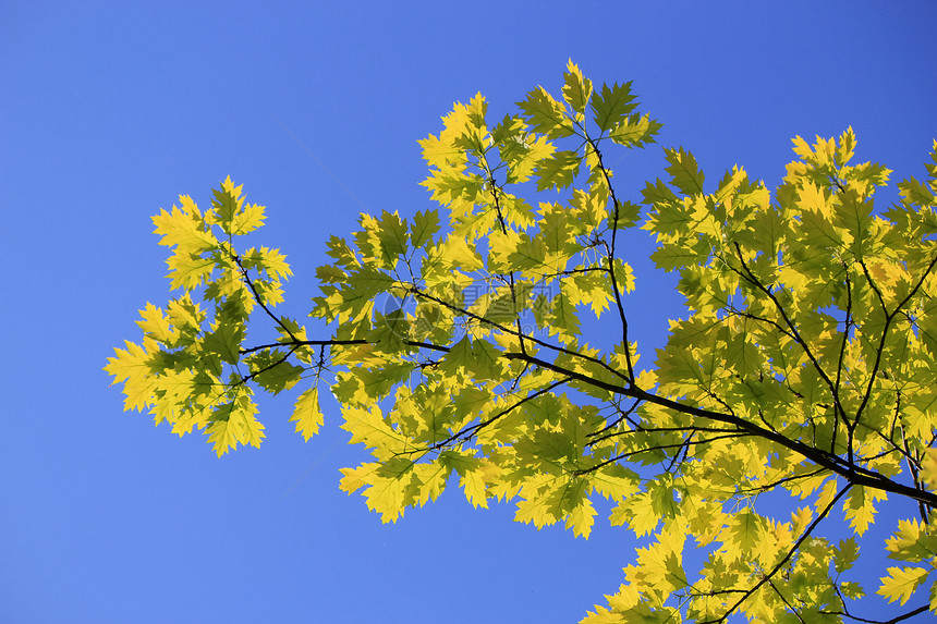 橡树叶叶树叶森林橡木植物树木叶子阳光蓝色黄色天空图片