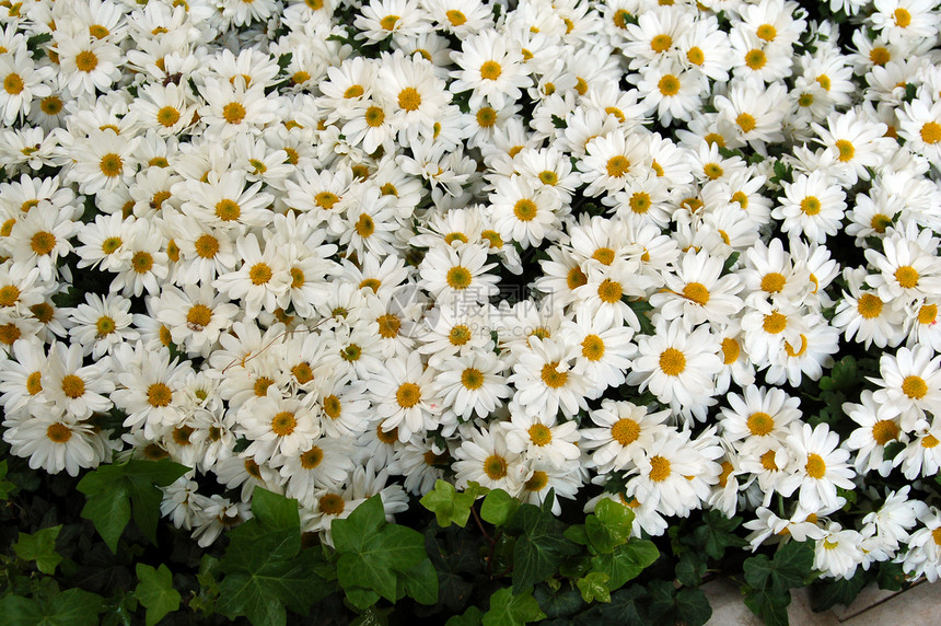 白菊花花季节性花园绿色白色花艺植物群植物黄色花朵装饰图片