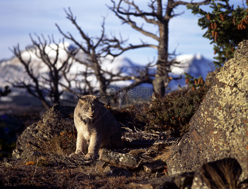 Lynx 林克掠夺性行为猎人捕食者动物地球警报野猫哺乳动物山猫图片
