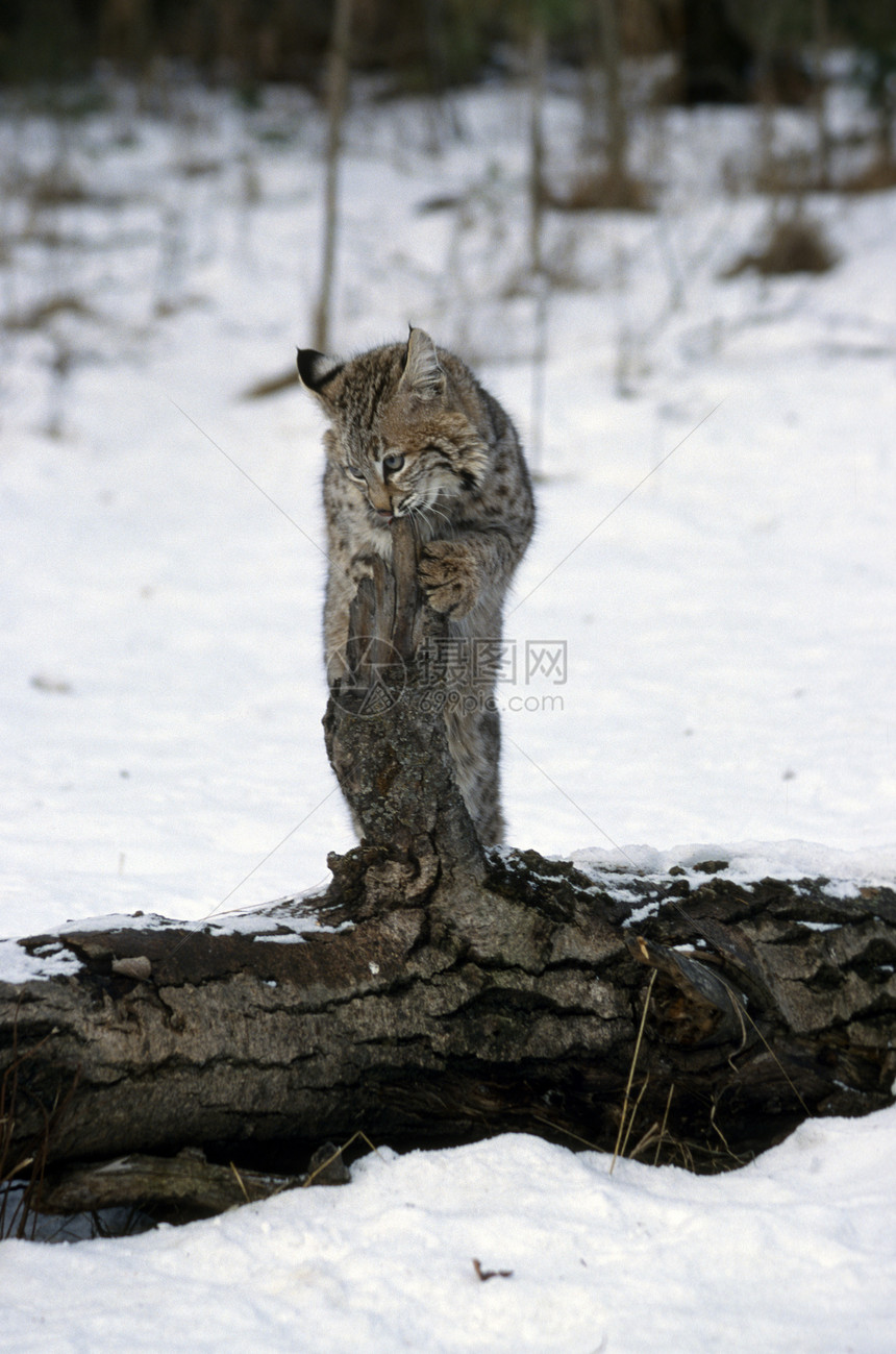 青年鲍勃猫猫科动物群探索日志捕食者野猫活动调查少年动物图片