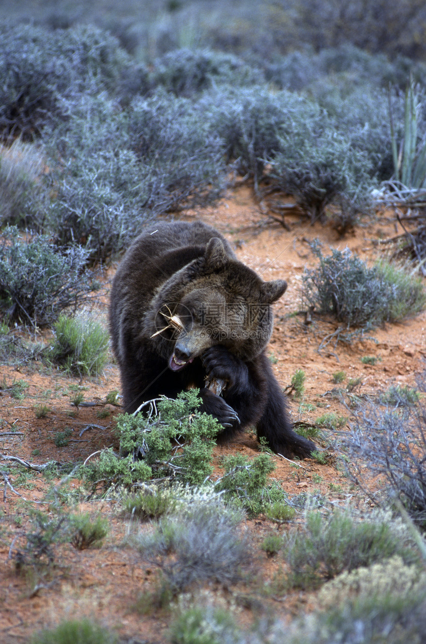 灰熊游乐园荒野杂食性动物捕食者哺乳动物擦洗猎人成人全身图片