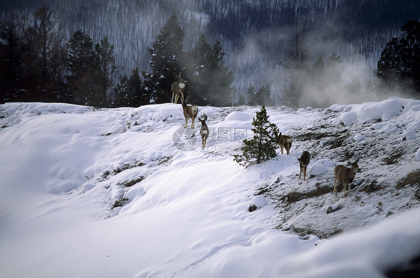 雪脊上的鹿图片