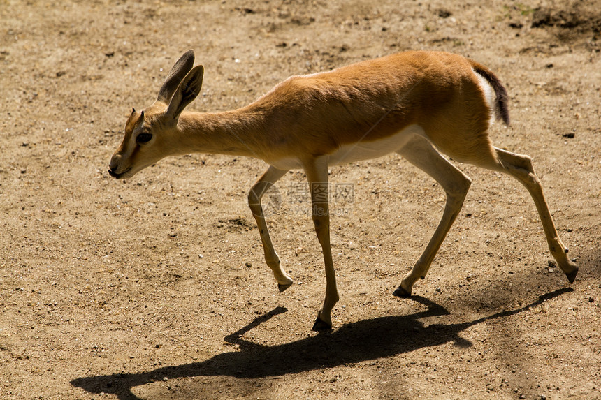 鹿颅骨骡子野生动物鹿肉林地外套白尾哺乳动物季节鹿角图片
