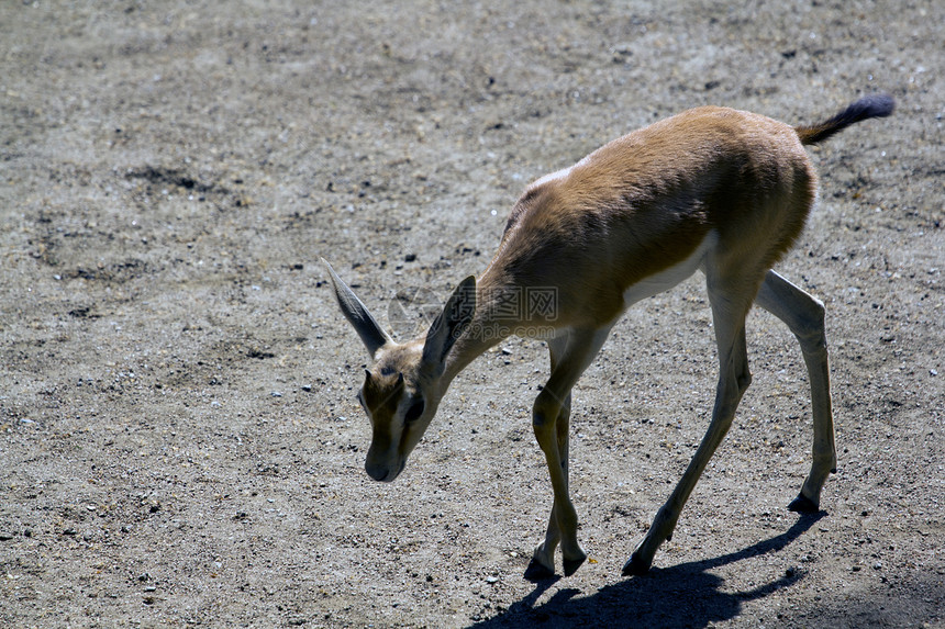鹿牛角警报外套林地哺乳动物环境颅骨栖息地季节野生动物图片