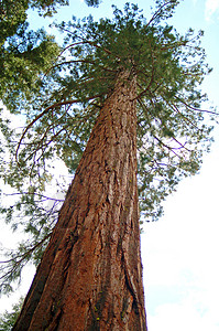 红木素材绿高树峡谷植物红木木头游客草原历史性异国树木吸引力背景