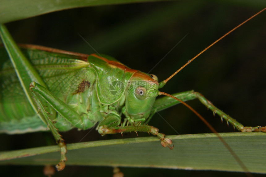 大型绿脊椎动物草地宏观昆虫学眼睛下颌骨荒野蟋蟀森林植物图片