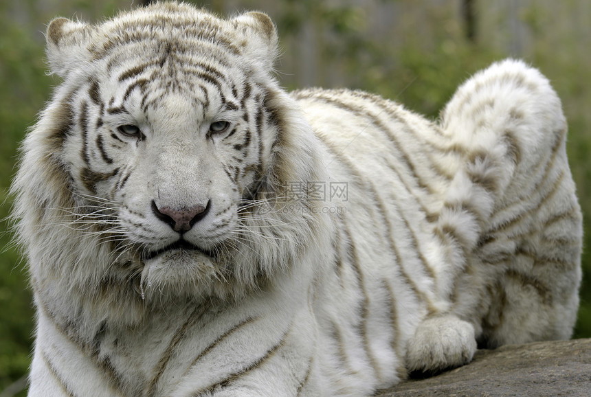 白老虎猫科哺乳动物动物园食肉捕食者公园荒野白色野生动物动物图片