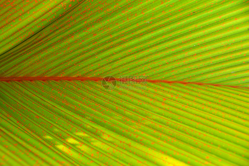 绿斑棕榈树叶封闭斑点植物植物学生长园艺红色叶子花园图片