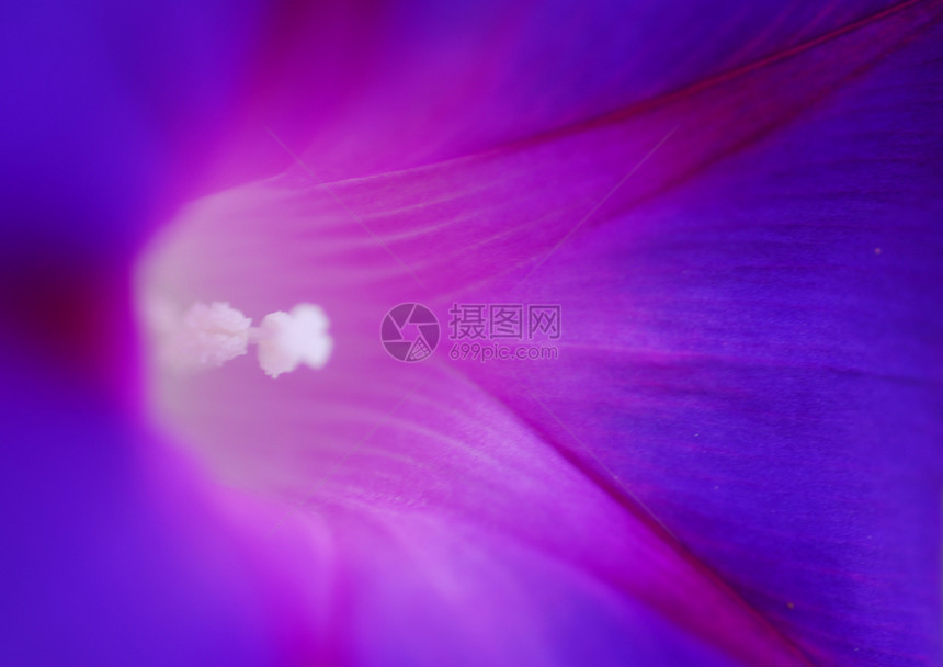 天蓝清晨光辉闪耀的伊波梅亚花朵植物群荣耀风格阴影植物蓝色花瓣藤蔓花园装饰图片
