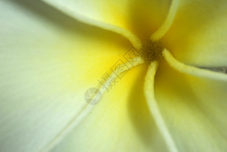 黄蓝色花朵花粉治愈花园团体植物花店植物群生长鸡蛋花花瓣背景图片
