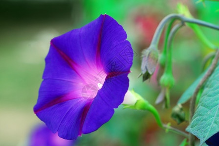 天蓝清晨光辉闪耀的伊波梅亚花朵花瓣植物群植物喇叭花阴影荣耀花园装饰风格背景图片