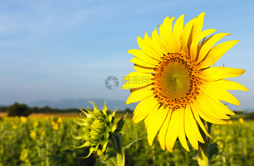 向日向和蓝天种植园叶子植物向日葵场地栽培晴天金子花瓣蓝色图片
