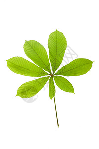 绿叶栗子植物板栗生活绿色白色生长环境枝条花园叶子背景图片