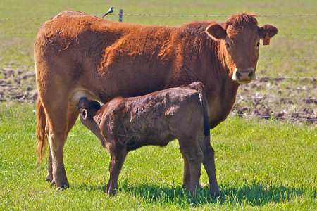 母牛与小牛奶母牛与护理牛群背景