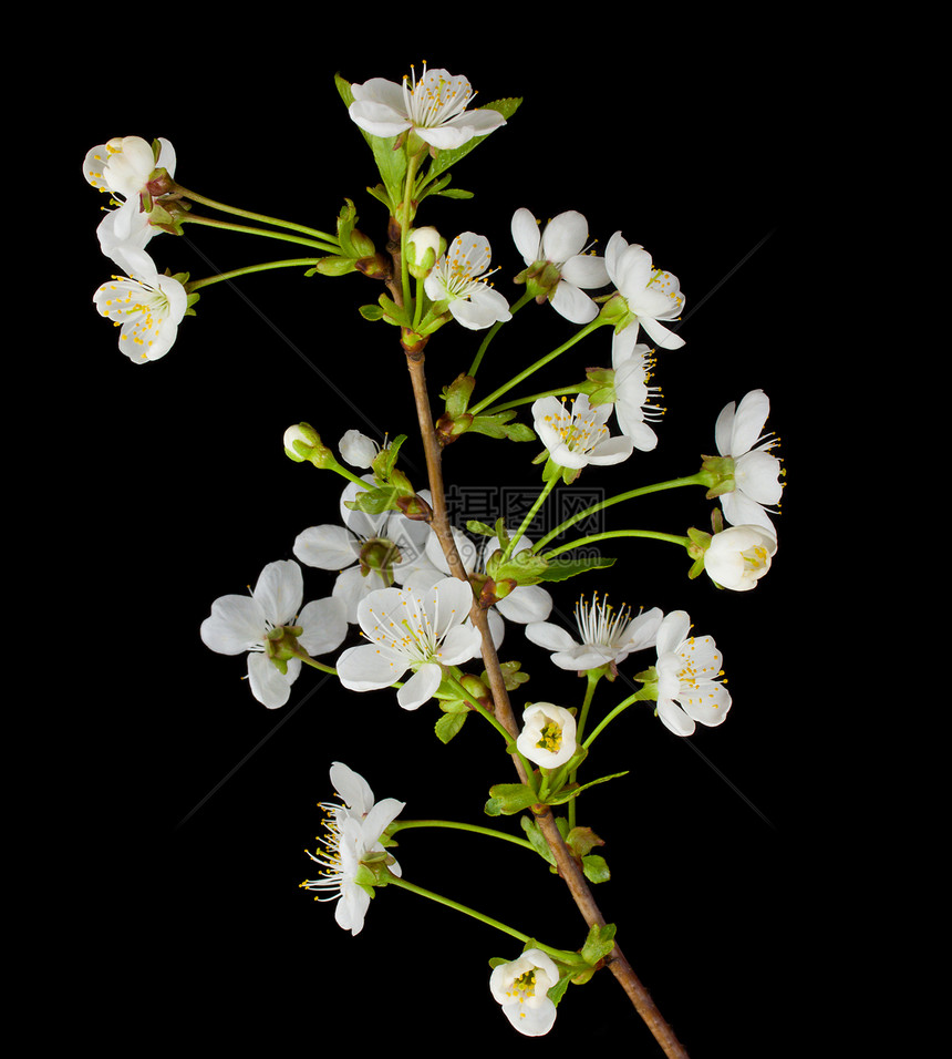 盛开的樱桃枝水果花瓣季节白色园艺植物学叶子浆果黑色绿色图片