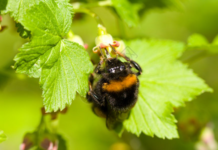 b 大黄蜂授粉花条纹花粉衬套蜂蜜绿色翅膀花园宏观蜜蜂叶子背景图片
