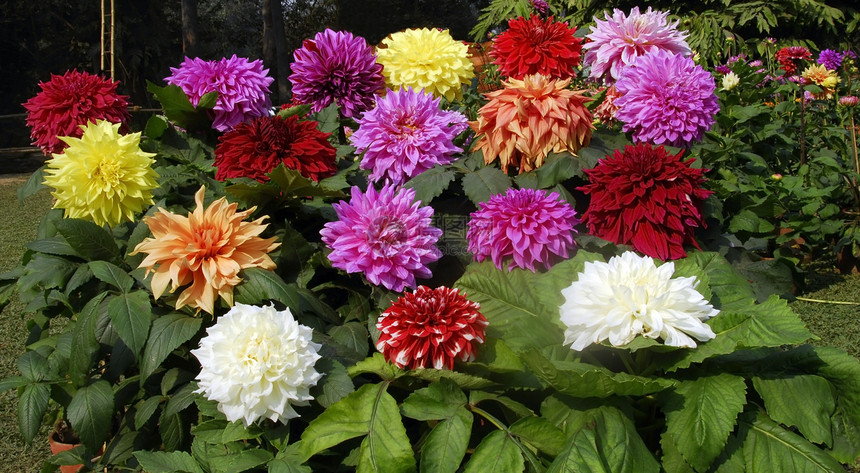 大丽花花团花园团体风格花艺花朵花瓣季节性植物群装饰园艺图片