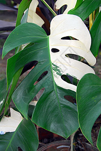 装饰植物的绿叶园艺花园绿色树叶背景图片