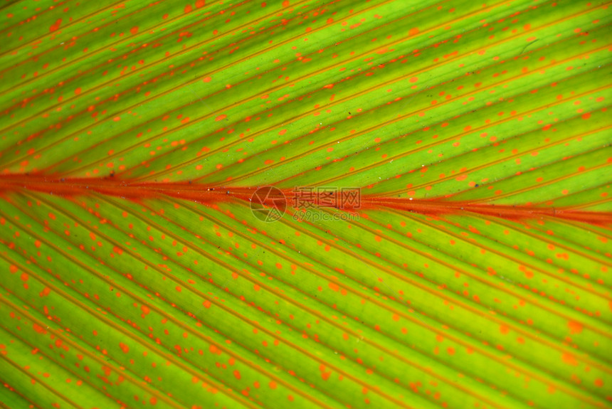 绿斑棕榈树叶封闭红色植物叶子花园斑点生长植物学肋骨图片