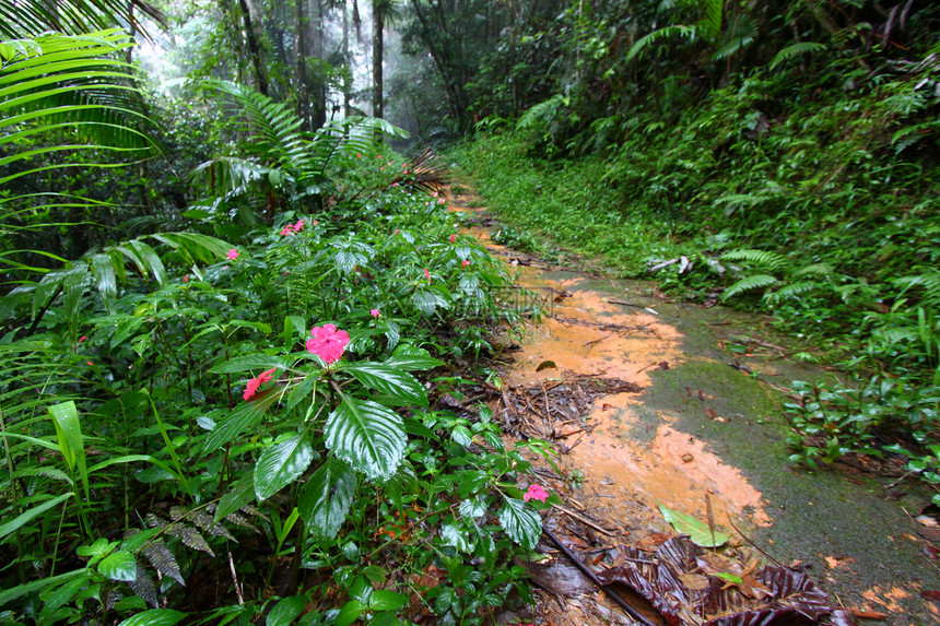 雨林之路波多黎各环境生态资源植物小路生物学植被薄雾蕨类里科图片