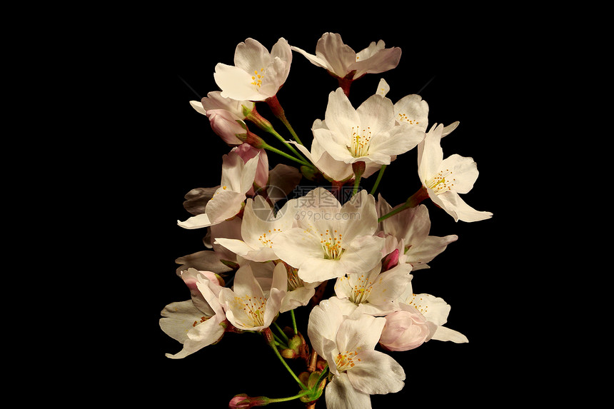 黑底樱花花朵小路居住绿色季节植物群天堂粉色天空公园植物图片