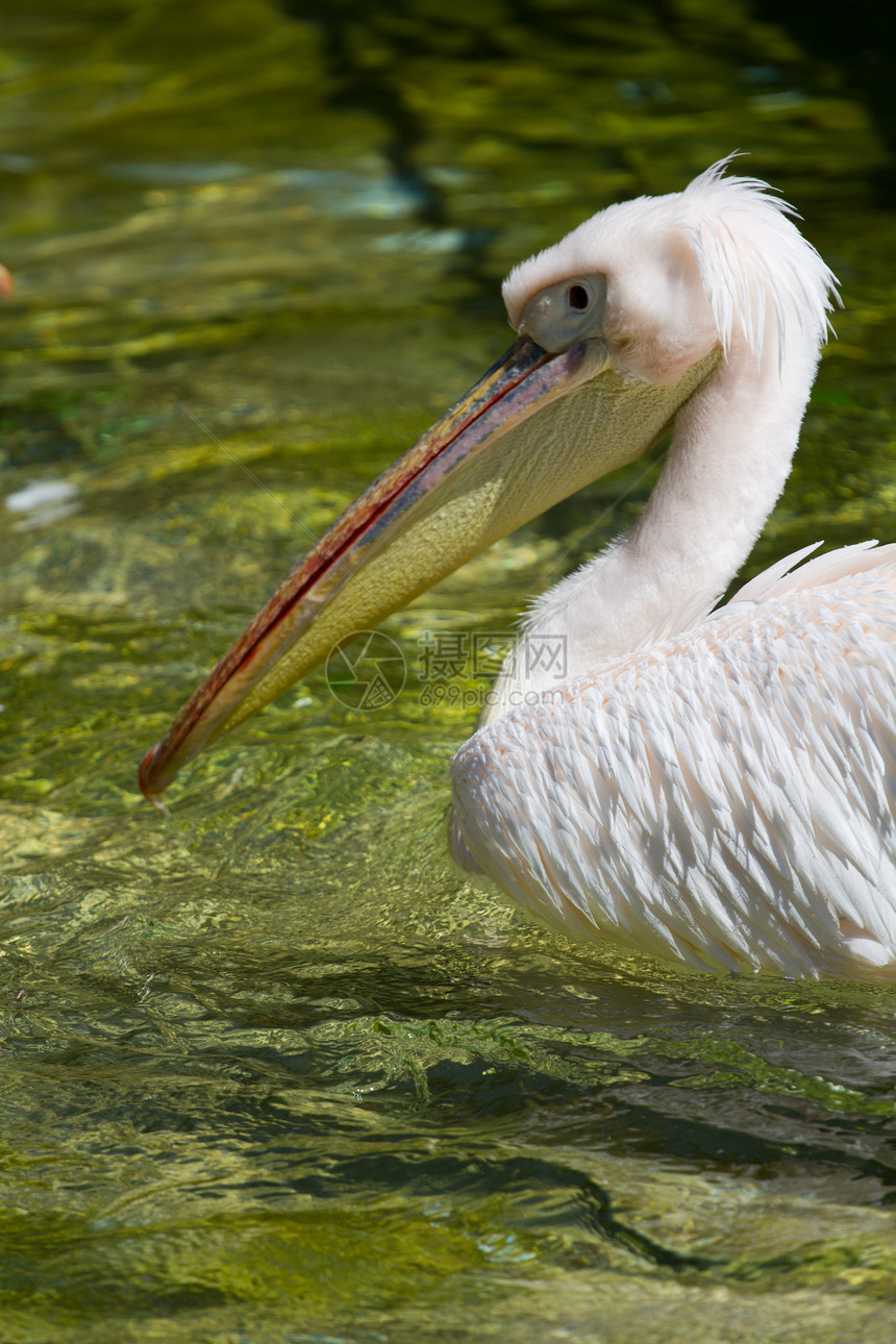 佩利卡海鸟蓝色翅膀海滩池塘水池海岸水鸟动物荒野图片