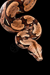 红尾巴波亚野生动物生物线圈食肉蟒蛇爬虫动物背景图片