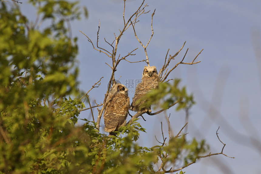 两个大角猫头鹰的小鸟 夹在树枝上图片