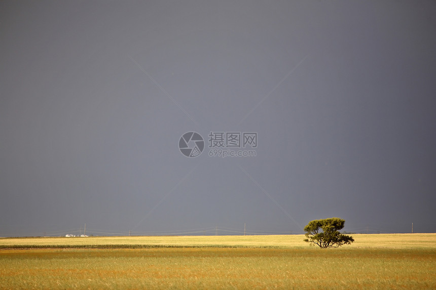 草原上的孤树乌云农场农业植物群水平风光线条风景孤独风暴图片