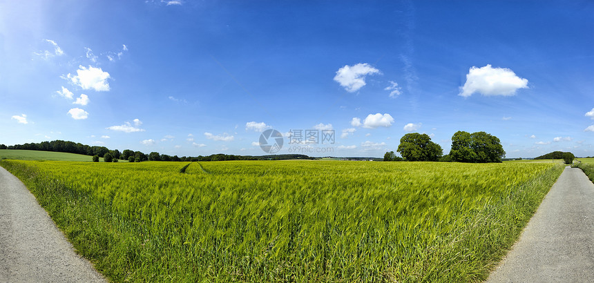 蓝色天空和云彩的黑麦野外观的全景图片