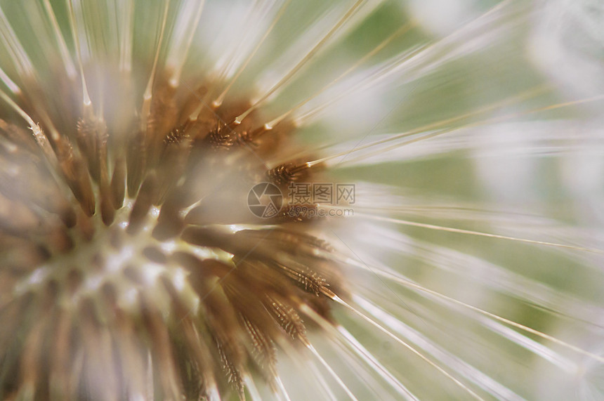 达当量花园羽毛季节花花公子美丽生活环境植物群墙纸蓝色图片