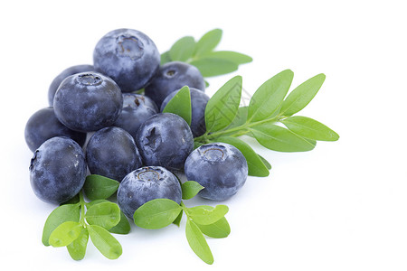 白色上隔离的新鲜蓝莓饮食蓝色食物叶子水果绿色浆果绿色的高清图片素材