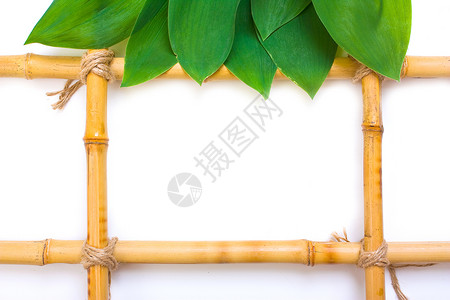 竹子图片的框架铭牌广告植物牌匾热带相片招牌树叶白色盘子背景图片
