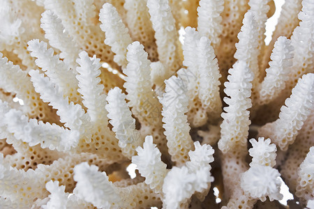 珊瑚白色珠宝贝壳海洋航海背景图片