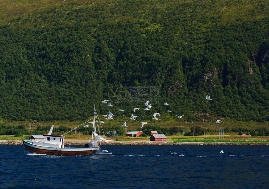 海鸥追逐渔船图片