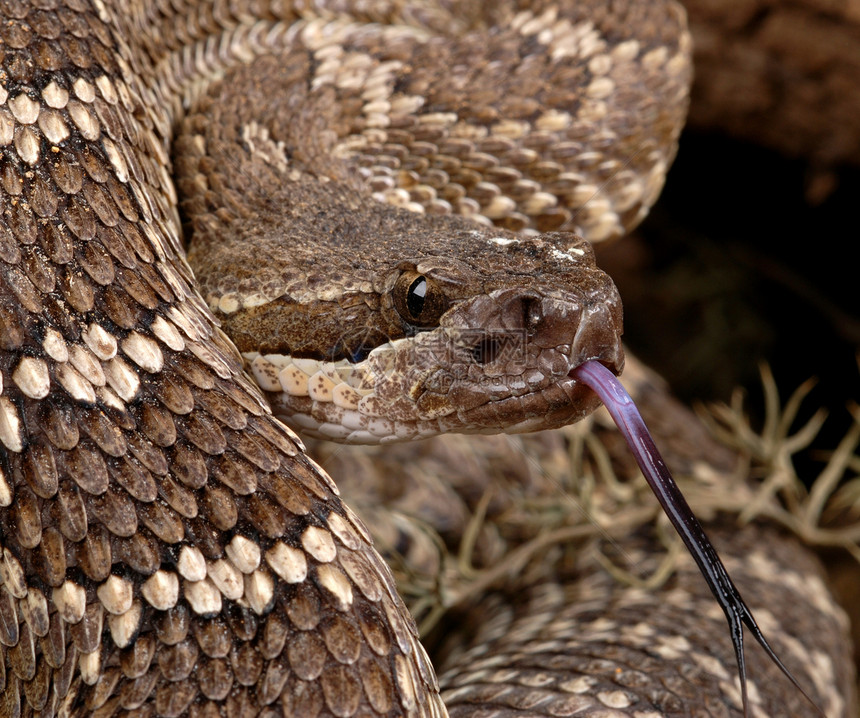 龙尾蛇的肖像爬虫野生动物毒液图片