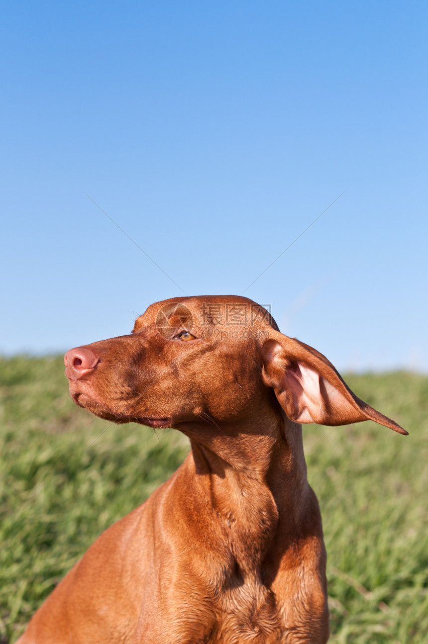 蓝天狗的轮廓猎狗天空蓝色照片动物指针犬类宠物纯种狗阳光照射图片