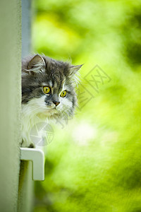 可爱的猫绿色猫咪灰色白色窗户动物窗台背景图片