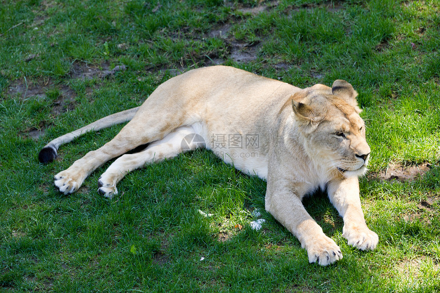 狮子狮座食肉哺乳动物猎人动物女性捕食者大草原野生动物毛皮猫科图片