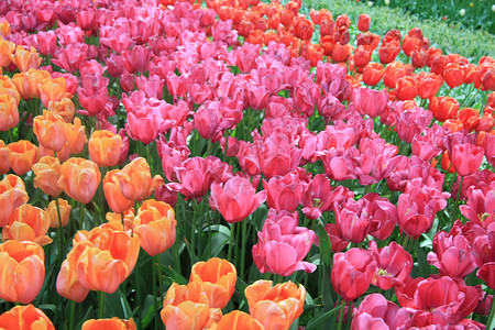 橙 粉红和红色郁金香花瓣园艺植物群叶子花朵太阳植物绿色季节花园背景图片