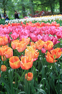 橙 粉红和红色郁金香叶子花园太阳园艺植物花瓣季节花朵花束粉色背景图片