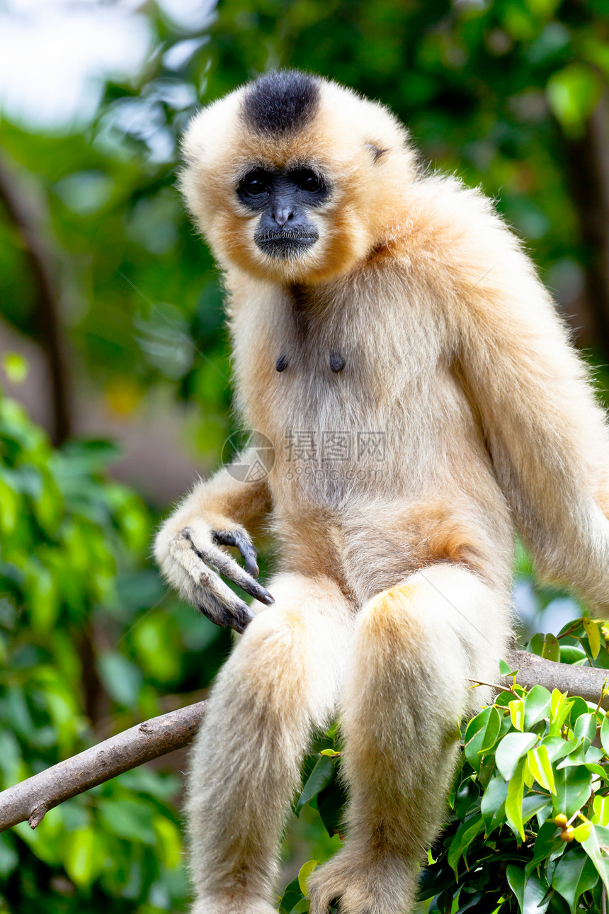 金色脸颊的吉本 诺马萨斯加布里耶濒危原始人长臂猿野生动物吊坠灵长类动物动物园猿猴哺乳动物图片