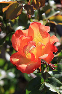 红玫瑰花粉色时间宏观花园季节性阳光照射绿色阳光分支机构玫瑰背景图片