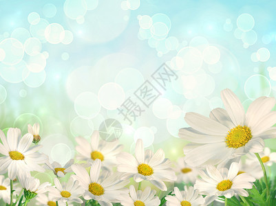 带花菊的春季背景图片
