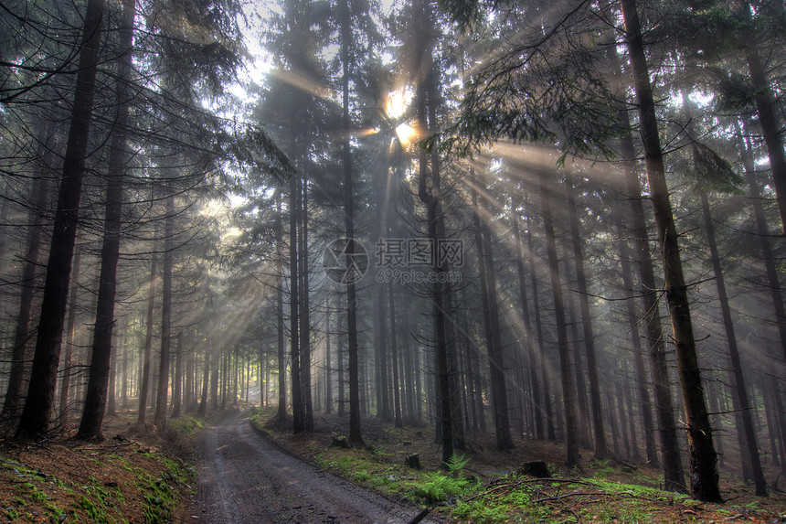 上帝束  雾中的昏暗的森林雾气寒冷松树太阳情绪横梁天气小路薄雾光线图片