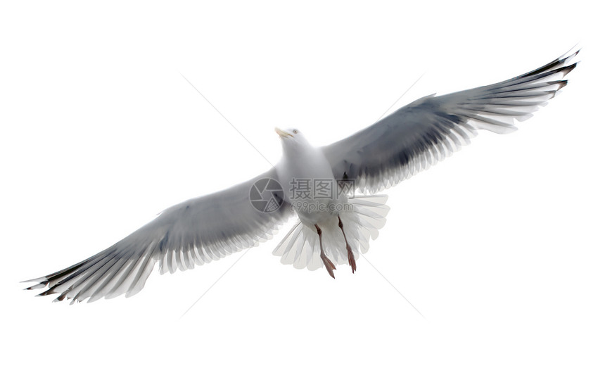 白底白色的孤立海鸥图片